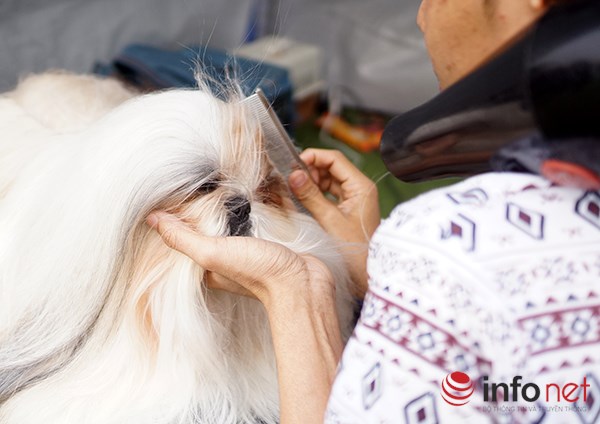 Kỳ công nghề trang điểm cho thú cưng - 3