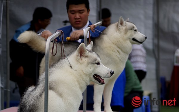 Kỳ công nghề trang điểm cho thú cưng - 5