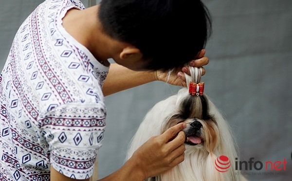 Kỳ công nghề trang điểm cho thú cưng - 6