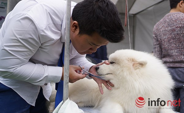 Kỳ công nghề trang điểm cho thú cưng - 8