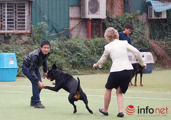 Kỳ công nghề trang điểm cho thú cưng - 9