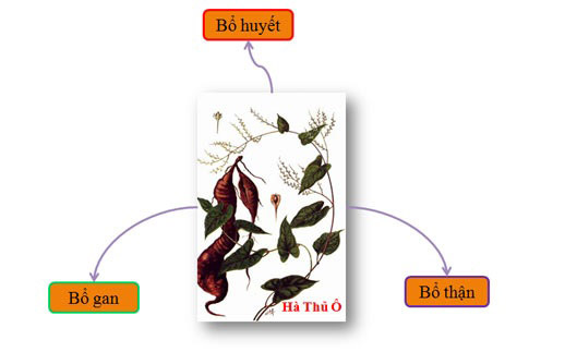 Điều trị rụng tóc nên dùng hà thủ ô hay biotin? - 1