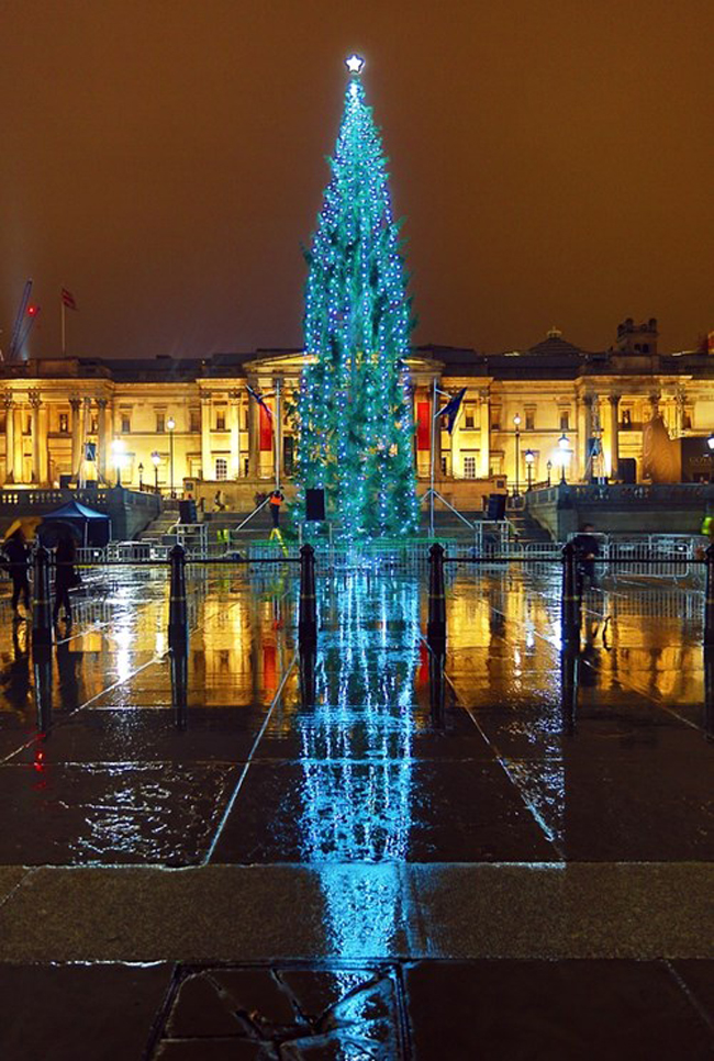 Cây thông “gầy gò” ở quảng trường Trafalgar (London, Anh).