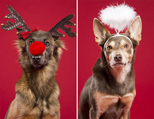 Những chú chó tự nguyện làm mẫu ảnh cho mùa Noel - 1
