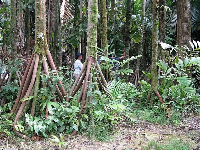 Bí ẩn những cây cọ biết đi trong rừng Ecuador - 1