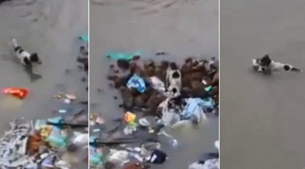 Video: Chó mẹ dũng cảm bơi qua dòng nước lũ cứu con - 1
