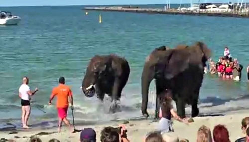 Đàn voi "nổi điên" trên bãi biển khiến du khách hú hồn - 1