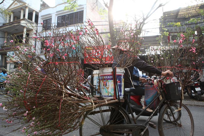 Hà Nội: Đào Nhật Tân xuống phố sớm đón Tết Dương lịch - 1
