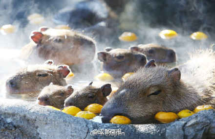 Nhật Bản: Chuột khổng lồ tắm nước nóng thơm gây sốt mạng - 1