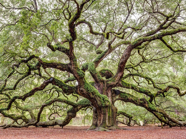 Cây sồi hơn 1.500 tuổi được coi là tài sản quý giá của thành phố Charleston, Carolina, Mỹ. Sau bao trận cuồng phong, bão lụt, động đất, cây sồi vẫn đứng hiên ngang giữa trời.
