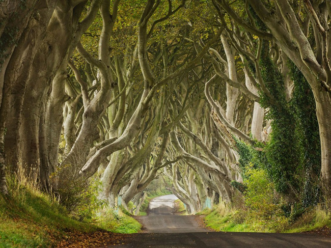 Con đường Dark Hedges, bắc Ireland như bước ra từ truyện cổ tích với những cây sồi cổ thụ mọc đan xen nhau. Truyền thuyết địa phương còn kể rằng có một con ma tên là Grey Lady lởn vởn ở con đường vào lúc hoàng hôn.
