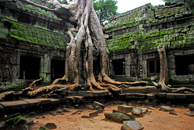 Nằm giữa khu rừng rậm, đền Ta Prohm, thuộc quần thể Angkor Wat, Campuchia trông thật huyền bí và cổ quái. Ngôi đền thu hút nhiều du khách và từng là bối cảnh trong bộ phim bom tấn “Kẻ cướp lăng mộ”.
