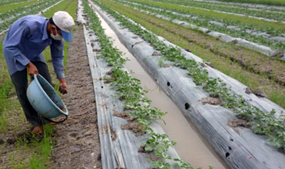 TQ thuê hàng trăm hecta trồng dưa hấu ở Lào, Campuchia - 1