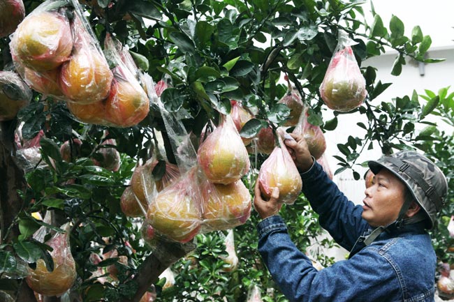 Ngắm vườn bưởi cảnh &#34;độc nhất miền Bắc&#34; - 5