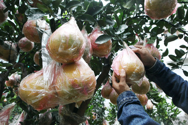 Ngắm vườn bưởi cảnh &#34;độc nhất miền Bắc&#34; - 4