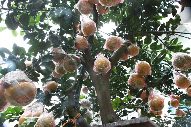 Ngắm vườn bưởi cảnh &#34;độc nhất miền Bắc&#34; - 7