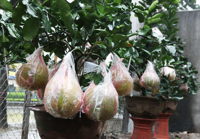 Ngắm vườn bưởi cảnh &#34;độc nhất miền Bắc&#34; - 10