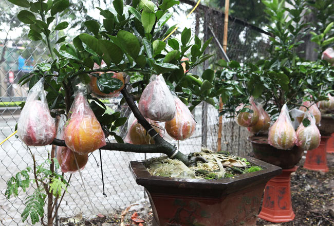 Ngắm vườn bưởi cảnh &#34;độc nhất miền Bắc&#34; - 9
