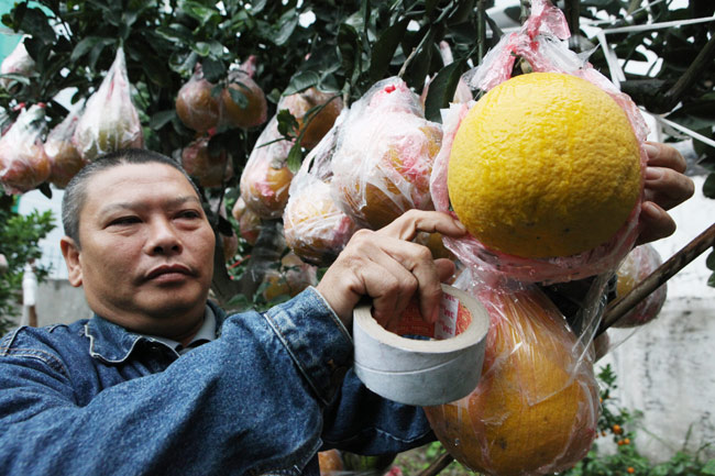 Ngắm vườn bưởi cảnh &#34;độc nhất miền Bắc&#34; - 6