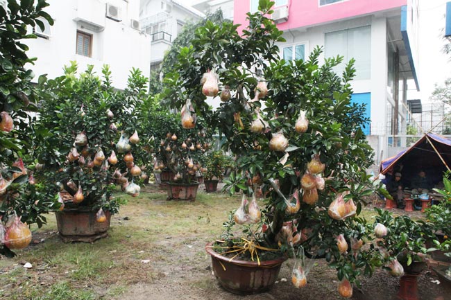 Ngắm vườn bưởi cảnh &#34;độc nhất miền Bắc&#34; - 12