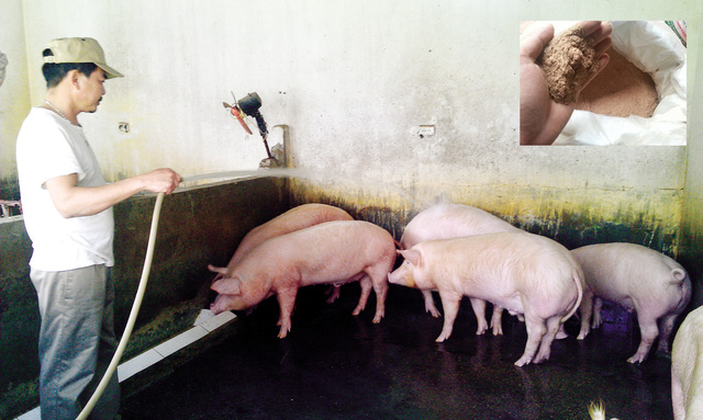 Dịp cuối năm, “sốt” lợn ăn thảo dược, thuốc Bắc - 1