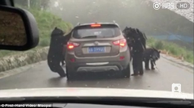 4 gấu đen lực lưỡng đứng thẳng chặn xe du khách ở TQ - 1