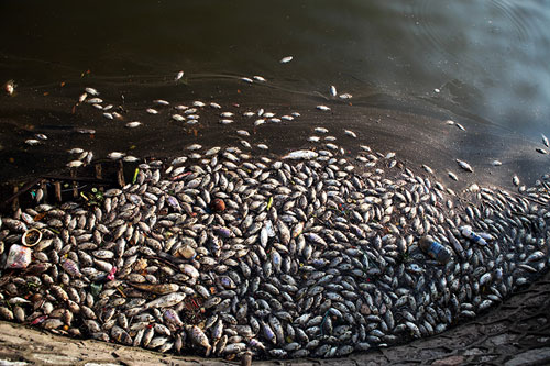 Vụ cá chết hàng loạt ở Hồ Tây: Nước hồ thiếu oxy - 1
