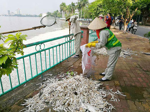 Đặt máy tạo oxy công suất lớn cứu cá Hồ Tây - 4