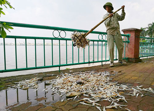 Đặt máy tạo oxy công suất lớn cứu cá Hồ Tây - 8