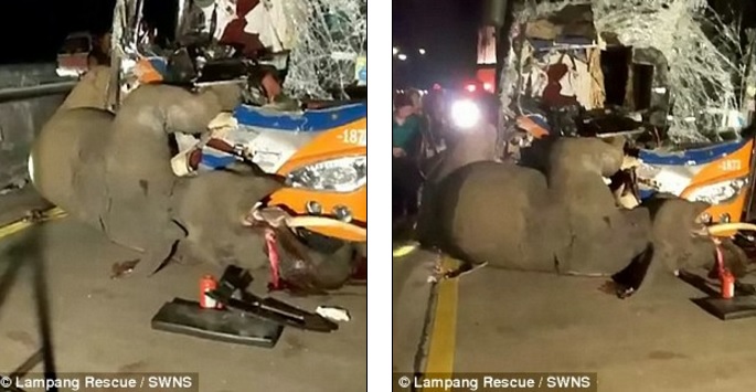 Thái Lan: Xe bus đấu đầu voi sổng chuồng, kết cục bi thảm - 1
