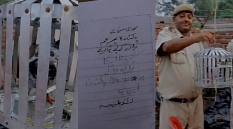 Bồ câu bị bắt giam vì đưa thư đe dọa Thủ tướng Ấn Độ - 2