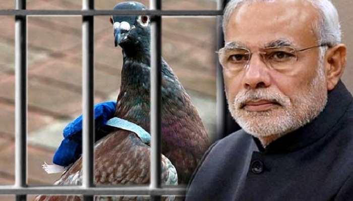 Bồ câu bị bắt giam vì đưa thư đe dọa Thủ tướng Ấn Độ - 1
