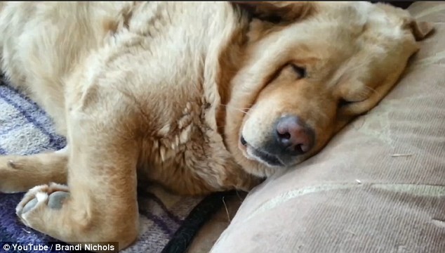 Chó béo mặt bánh bao nằm trên ghế ngáy to như sấm - 1