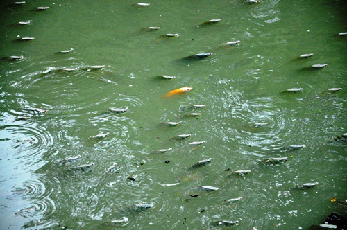 Cá nổi “đặc nước” trên kênh Nhiêu Lộc - Thị Nghè - 1