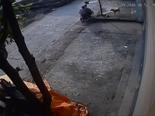 Pha trộm chó chưa đầy 5 giây táo tợn giữa phố Hà Nội - 1