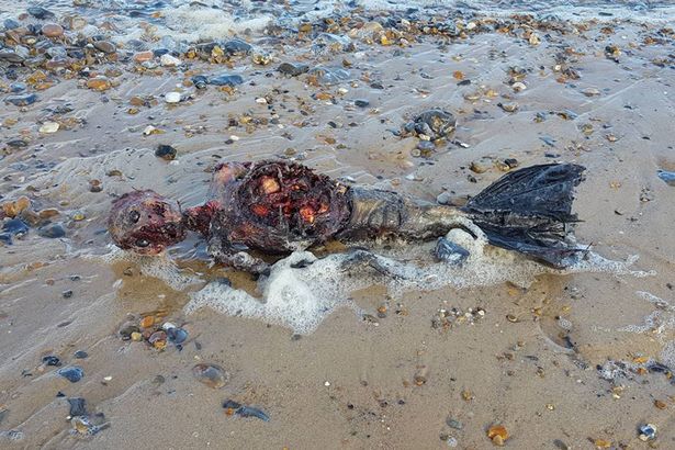 Xác chết “người cá” dạt vào bờ biển nước Anh - 1
