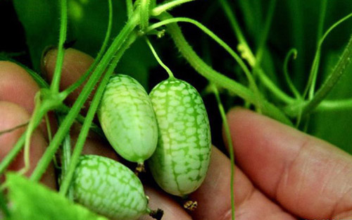 Cận cảnh những giống dưa lạ khiến chị em "phát sốt" - 7