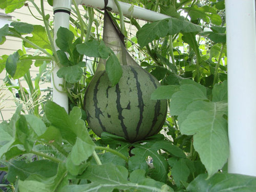 Cận cảnh những giống dưa lạ khiến chị em "phát sốt" - 3