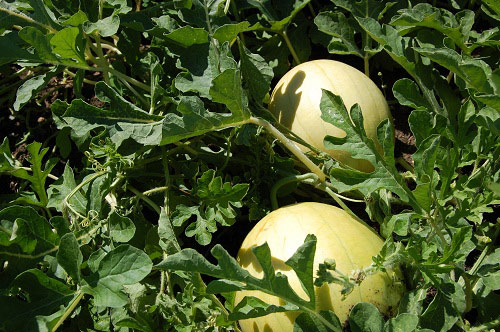 Cận cảnh những giống dưa lạ khiến chị em "phát sốt" - 5