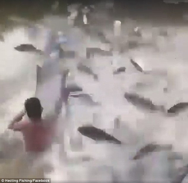 Hàng ngàn con cá bay lên tấn công người giăng lưới - 1
