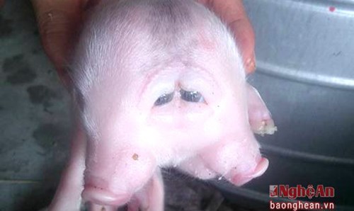 Xôn xao "quái vật" lợn hai đầu ở Nghệ An - 2
