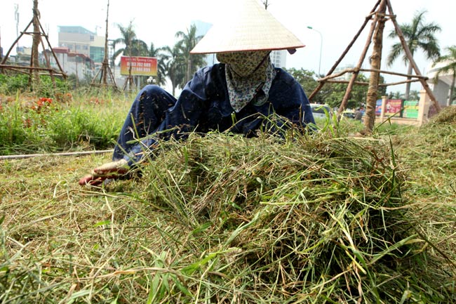 Hà Nội nhộn nhịp cắt cỏ trở lại sau 3 tháng tạm dừng - 13