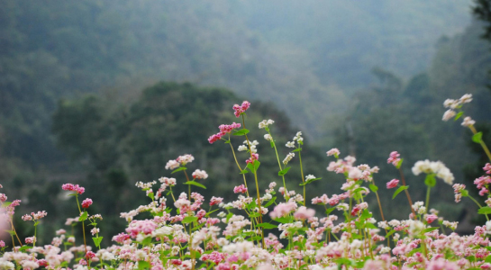 Mùa hoa tam giác mạch trên cao nguyên đá Hà Giang - 1