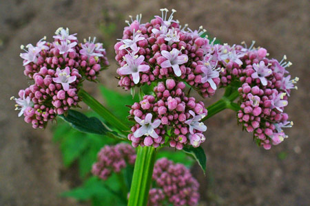 Cây thuốc quý cho người mất ngủ lâu ngày - 1