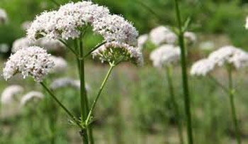 Cây thuốc quý cho người mất ngủ lâu ngày - 4