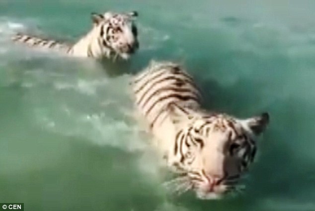 Chỉ có ở Dubai: Bầy hổ vằn kéo nhau xuống biển nô đùa - 1