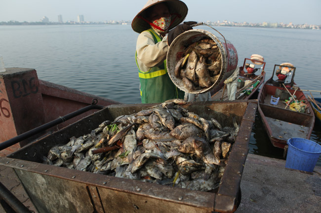 Hồ Tây sau hơn 10 ngày cá chết hàng loạt - 7