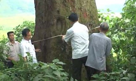 Cây Lim hơn 1.000 tuổi trở thành cây di sản - 1