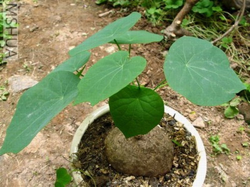 Bình vôi – Cây thuốc quý cho người mất ngủ lâu ngày - 1