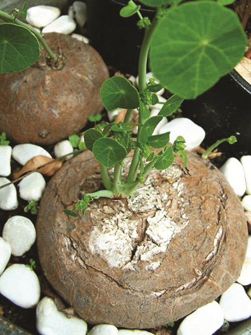 Bình vôi – Cây thuốc quý cho người mất ngủ lâu ngày - 2